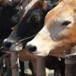 പശുക്കടത്തെന്ന് ആരോപണം; ഉത്തർപ്രദേശിൽ യുവാവിനെ വെടിവെച്ച് പിടികൂടി പോലീസ്