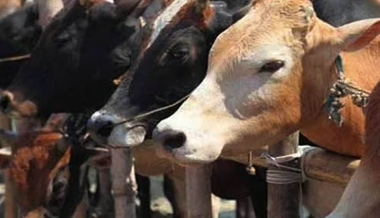 പശുക്കടത്തെന്ന് ആരോപണം; ഉത്തർപ്രദേശിൽ യുവാവിനെ വെടിവെച്ച് പിടികൂടി പോലീസ്