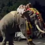 തൃശൂർ കുന്നംകുളത്ത് വീണ്ടും ഉത്സവത്തിനിടെ ആനയിടഞ്ഞു