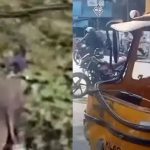 ഉത്സവത്തിന് എത്തിച്ച ആന ഇടഞ്ഞു; നാല് പേര്‍ക്ക് പരുക്ക്