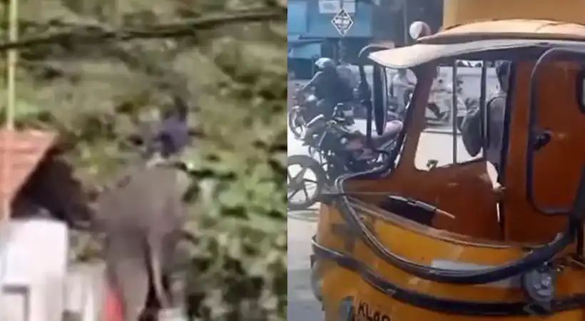 ഉത്സവത്തിന് എത്തിച്ച ആന ഇടഞ്ഞു; നാല് പേര്ക്ക് പരുക്ക്