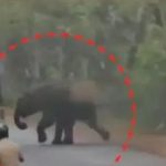 ഇരിട്ടിയില്‍ കാട്ടാനയിറങ്ങി; ജാഗ്രതാ നിര്‍ദേശം