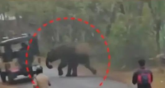 ഇരിട്ടിയില്‍ കാട്ടാനയിറങ്ങി; ജാഗ്രതാ നിര്‍ദേശം