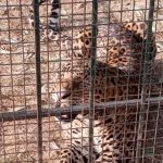 മൈസൂരുവില്‍ പുള്ളിപ്പുലി പിടിലായി