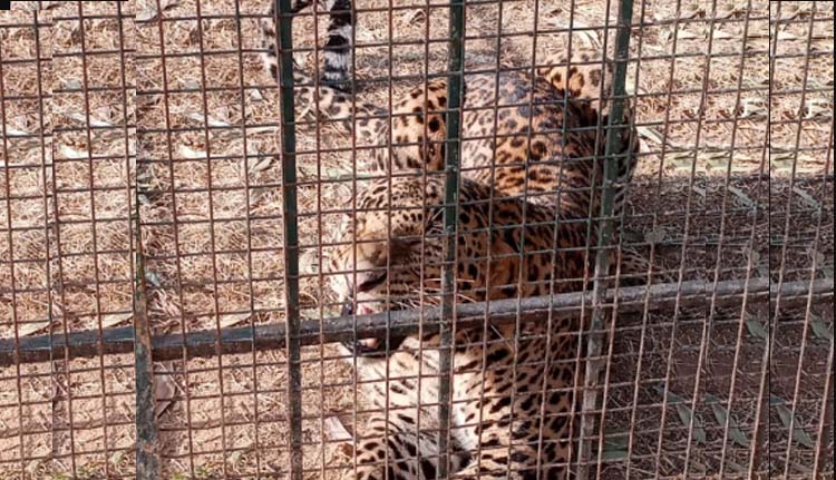 മൈസൂരുവില്‍ പുള്ളിപ്പുലി പിടിലായി