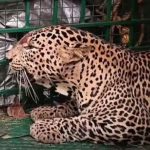 കാസറഗോഡ് കൊളത്തൂരില്‍ രണ്ടാമത്തെ പുലിയും പിടിയില്‍