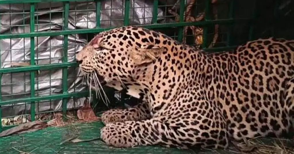 കാസറഗോഡ് കൊളത്തൂരില്‍ രണ്ടാമത്തെ പുലിയും പിടിയില്‍