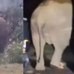 പടയപ്പ വീണ്ടും ജനവാസ മേഖലയിലിറങ്ങി; വീട് ഭാഗീഗമായി തകര്ത്തു