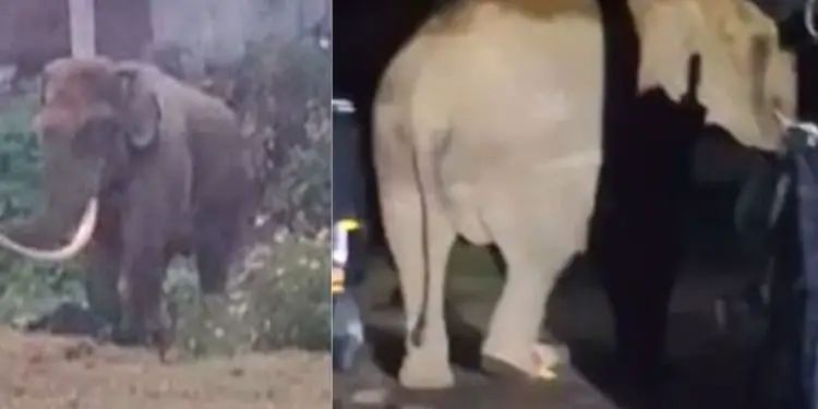 പടയപ്പ വീണ്ടും ജനവാസ മേഖലയിലിറങ്ങി; വീട് ഭാഗീഗമായി തകര്ത്തു