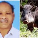 കണ്ണൂരിൽ കാട്ടുപന്നിയുടെ കുത്തേറ്റ് കര്ഷകന് ദാരുണാന്ത്യം