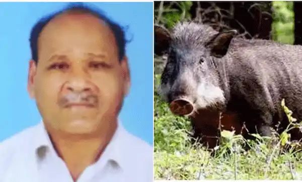 കണ്ണൂരിൽ കാട്ടുപന്നിയുടെ കുത്തേറ്റ് കര്‍ഷകന് ദാരുണാന്ത്യം