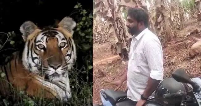 കടുവ ഇറങ്ങിയെന്ന വ്യാജ സന്ദേശം; യുവാവ് അറസ്റ്റില്‍