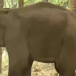 കണ്ണൂരിൽ ജനവാസമേഖലയിൽ ഇറങ്ങിയ കാട്ടാനയെ മയക്കുവെടി വെച്ച് പിടികൂടി; നില ഗുരുതരം