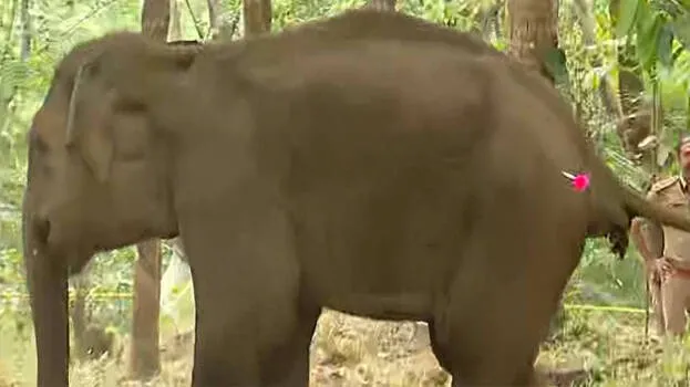 കണ്ണൂരിൽ ജനവാസമേഖലയിൽ ഇറങ്ങിയ കാട്ടാനയെ മയക്കുവെടി വെച്ച് പിടികൂടി; നില ഗുരുതരം