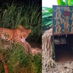 മാണ്ഡ്യയിൽ ഭീതി പരത്തിയ പുള്ളിപ്പുലി പിടിയിൽ