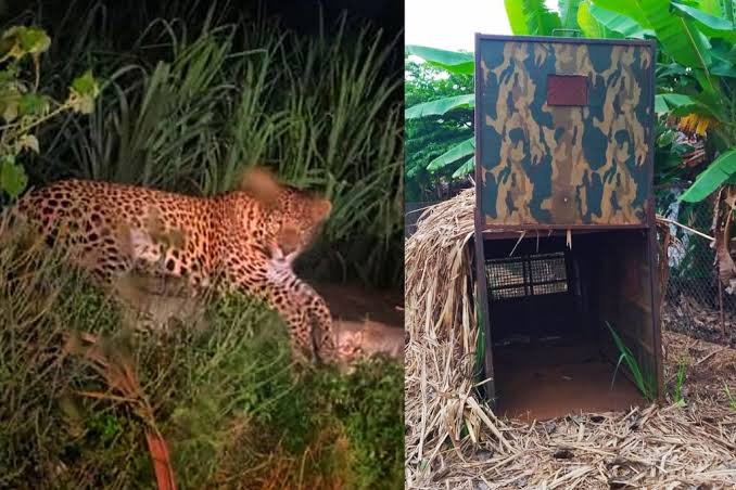 മാണ്ഡ്യയിൽ ഭീതി പരത്തിയ പുള്ളിപ്പുലി പിടിയിൽ