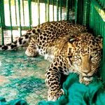 മാണ്ഡ്യയില്‍ പുള്ളിപ്പുലിയും കുഞ്ഞുങ്ങളും പിടിയിലായി