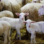  47 ചെമ്മരിയാടുകൾ ചത്തു; ആന്ത്രാക്സ് സംശയം