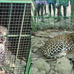 ജനവാസകേന്ദ്രങ്ങളിലിറങ്ങിയ രണ്ട് പുള്ളിപ്പുലികൾ പിടിയിലായി