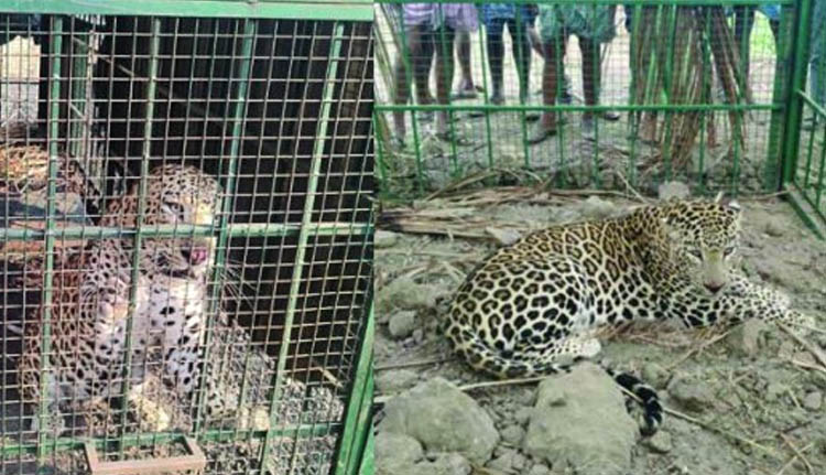 ജനവാസകേന്ദ്രങ്ങളിലിറങ്ങിയ രണ്ട് പുള്ളിപ്പുലികൾ പിടിയിലായി