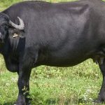 പോത്തിന് തീറ്റ കൊടുക്കുന്നതിനിടെ ആക്രമിച്ചു; എറണാകുളത്ത് വയോധികൻ മരിച്ചു