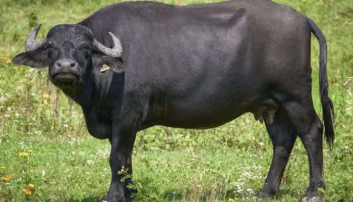 പോത്തിന് തീറ്റ കൊടുക്കുന്നതിനിടെ ആക്രമിച്ചു; എറണാകുളത്ത് വയോധികൻ മരിച്ചു