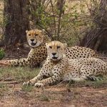 8 ചീറ്റകള്‍ കൂടി ഇന്ത്യയിലേക്ക്; നാലെണ്ണം ബോട്സ്വാനയില്‍ നിന്ന്