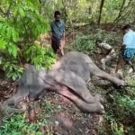 നിലമ്പൂരില്‍ വനത്തില്‍ മൂന്ന് കാട്ടാനകള്‍ ചരിഞ്ഞ നിലയില്‍