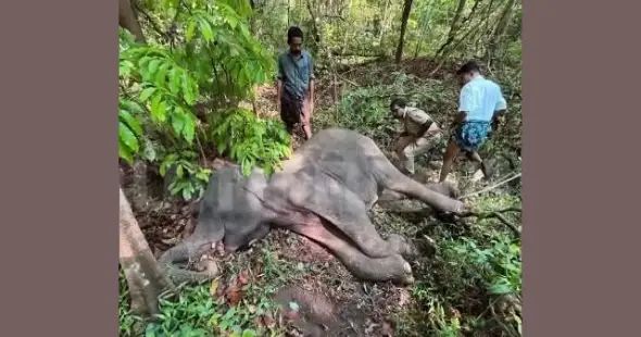 നിലമ്പൂരില്‍ വനത്തില്‍ മൂന്ന് കാട്ടാനകള്‍ ചരിഞ്ഞ നിലയില്‍