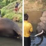 കേരള-കര്ണാടക അതിര്ത്തിയില് കാട്ടാനകള് തമ്മില് ഏറ്റുമുട്ടി: ഒരാന ചരിഞ്ഞു