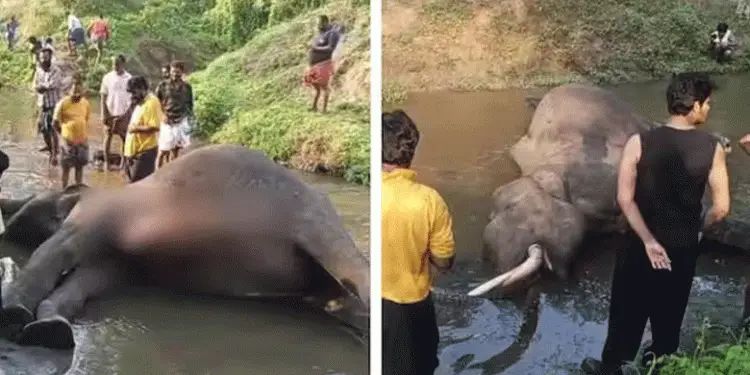 കേരള-കര്‍ണാടക അതിര്‍ത്തിയില്‍ കാട്ടാനകള്‍ തമ്മില്‍ ഏറ്റുമുട്ടി: ഒരാന ചരിഞ്ഞു