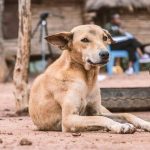 തെരുവുനായയെ കെട്ടിടത്തിൽ നിന്ന് താഴേക്ക് എറിഞ്ഞ് കൊന്നു; ഡോക്ടർക്കെതിരെ കേസ്