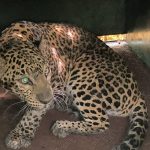 വീട്ടിനുള്ളിൽ കയറിയ പുള്ളിപ്പുലിയെ അകത്ത് പൂട്ടിയിട്ടു; ദമ്പതികൾ രക്ഷപ്പെട്ടത് തലനാരിഴയ്ക്ക്