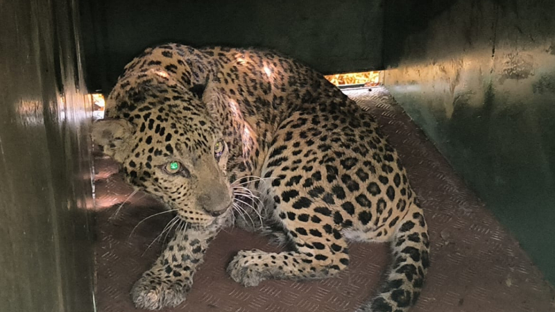 വീട്ടിനുള്ളിൽ കയറിയ പുള്ളിപ്പുലിയെ അകത്ത് പൂട്ടിയിട്ടു; ദമ്പതികൾ രക്ഷപ്പെട്ടത് തലനാരിഴയ്ക്ക്