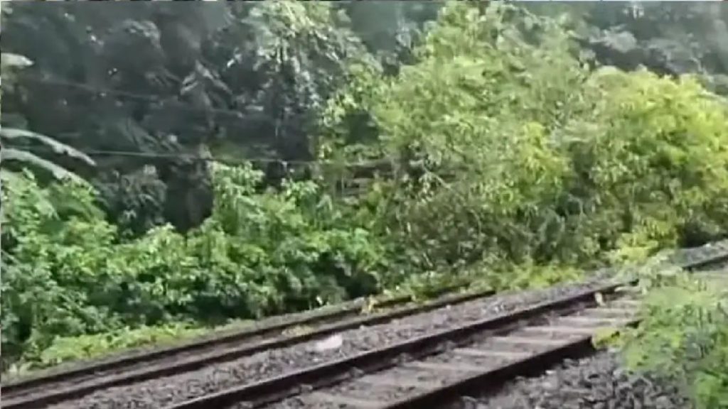 അരീക്കാട് റെയില്‍വേ ട്രാക്കില്‍ വീണ്ടും മരം വീണു; ട്രെയിന്‍ സര്‍വീസുകള്‍ ഭാഗികമായി നിര്‍ത്തിവച്ചു