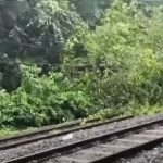 അരീക്കാട് റെയില്‍വേ ട്രാക്കില്‍ വീണ്ടും മരം വീണു; ട്രെയിന്‍ സര്‍വീസുകള്‍ ഭാഗികമായി നിര്‍ത്തിവച്ചു