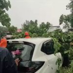 ഓടുന്ന കാറിന് മുകളില്‍ മരം വീണു; നാലംഗ കുടുംബം രക്ഷപ്പെട്ടത് തലനാരിഴക്ക്