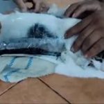 രോമത്തിനിടിയില്‍ വച്ച്‌ 235 ഗ്രാം കഞ്ചാവും, 67 ഗ്രാം ഹെറോയിനും കടത്താൻ ശ്രമം; പൂച്ച പിടിയില്‍