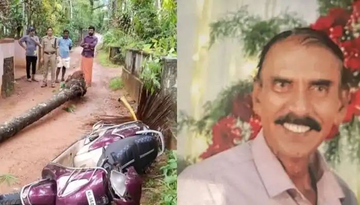 ഓടിക്കൊണ്ടിരുന്ന സ്‌കൂട്ടറിന് മുകളില്‍ തെങ്ങുവീണ് യാത്രക്കാരന്‍ മരിച്ചു