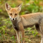 വടകരയില്‍ കുറുനരിയുടെ ആക്രമണം; അഞ്ചുപേര്‍ക്ക് പരുക്ക്