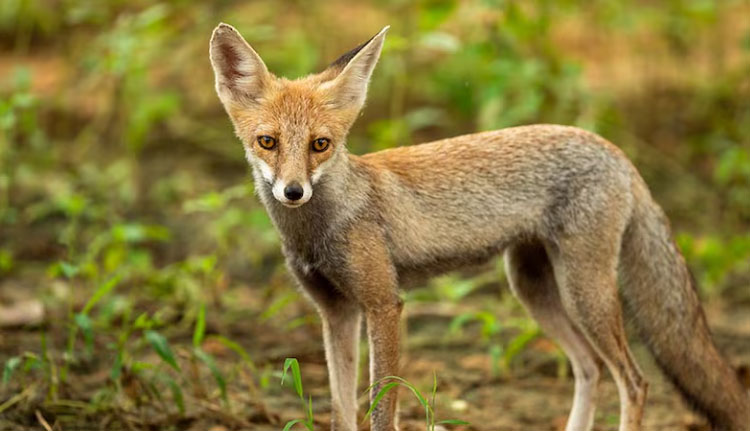 വടകരയില്‍ കുറുനരിയുടെ ആക്രമണം; അഞ്ചുപേര്‍ക്ക് പരുക്ക്