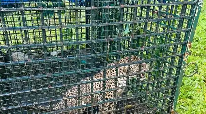 കാളികാവിലെ നരഭോജിക്കടുവയ്ക്ക് വച്ച കെണിയില്‍ കുടുങ്ങിയത് പുലി