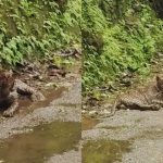 റോഡരികില്‍ തലയ്ക്ക് ഗുരുതരമായി പരുക്കേറ്റ നിലയില്‍ പുലി