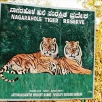 കനത്ത മഴ; നാഗർഹോളെ കടുവസംരക്ഷണകേന്ദ്രത്തിലെ സഫാരി റൂട്ട് അടച്ചു