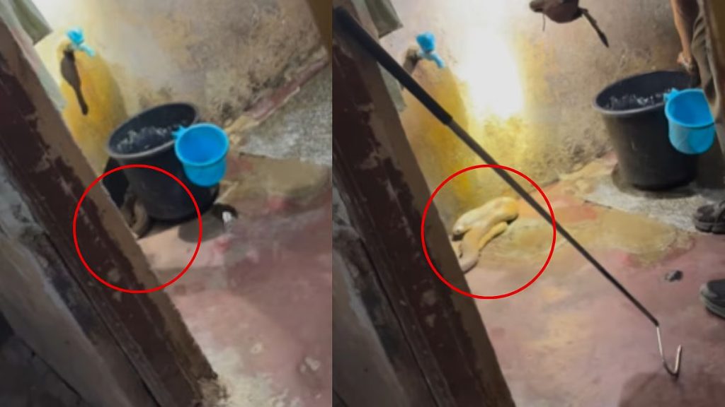 ഫ്ലാറ്റിന്റെ കുളിമുറിയിൽ മൂർഖൻ പാമ്പ്