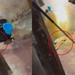 ഫ്ലാറ്റിന്റെ കുളിമുറിയിൽ മൂർഖൻ പാമ്പ്