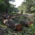 അമ്പതിലധികം മരങ്ങൾ മുറിക്കുന്നതിന് സർക്കാർ അനുമതി നിർബന്ധമാക്കിയേക്കും