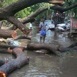 കനത്ത മഴയിൽ സ്കൂട്ടറിൽ മുകളിൽ മരം വീണ് അപകടം; യുവാവ് മരിച്ചു