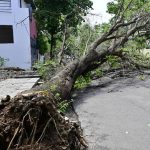 കനത്ത മഴ; ബെംഗളൂരുവിലെ വിവിധയിടങ്ങളിൽ 24 മണിക്കൂറിനിടെ 87 മരങ്ങൾ പൊട്ടിവീണു