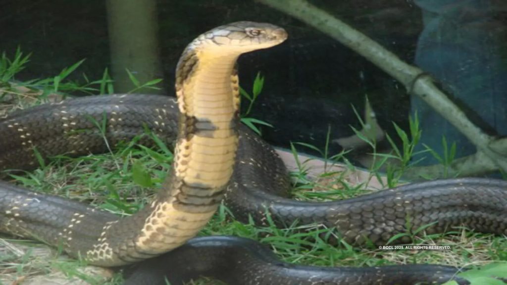 കർണാടകയിൽ പാമ്പ് കടിയേറ്റുള്ള മരണങ്ങളിൽ വർധന